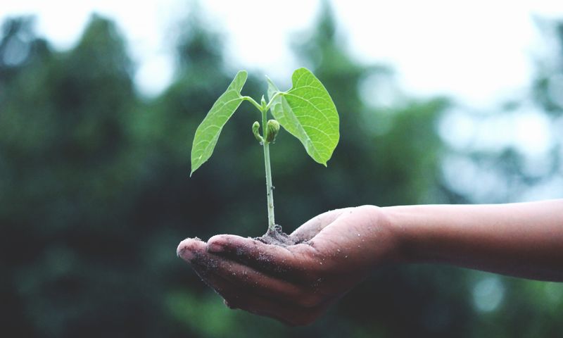 Indoor Planting assessment