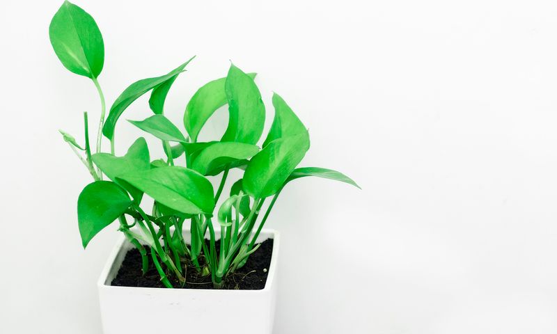 Indoor Planting quality check
